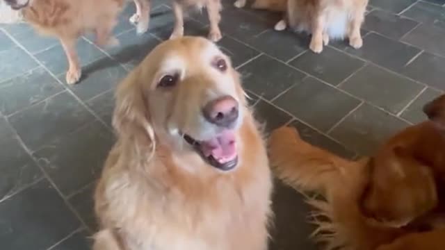 Do y’all like golden retrievers