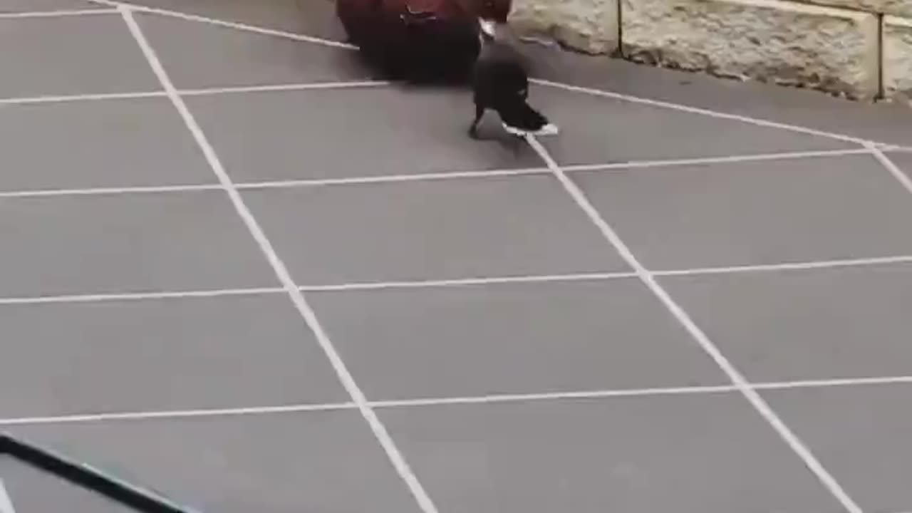 Bird playing with a ball..🐦🏀😍