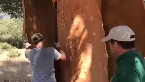 How Tree Bark Is Harvested To Create Wine Corks