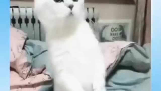 Very Cute Cat dancing