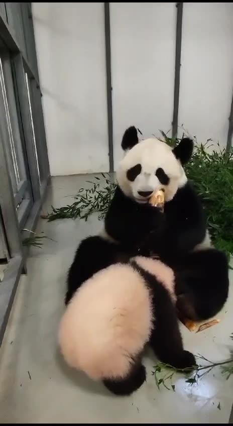 The baby Panda is getting big pretty quick