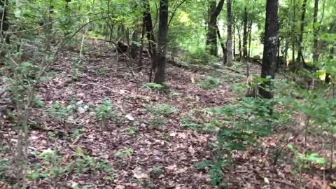 Hiker Discovers The Waving Plant