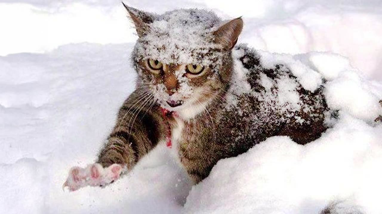 Funny Cats Overreacting Snow For the FIRST TIME!