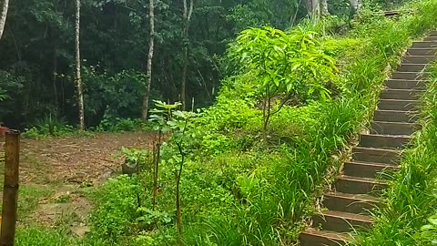 香蕉葉下躲雨