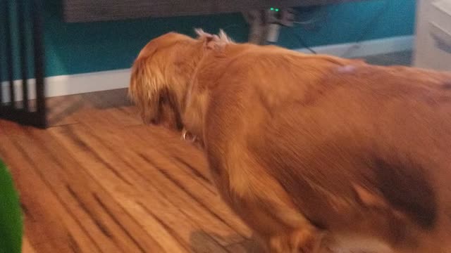 Yellow dog checking things out