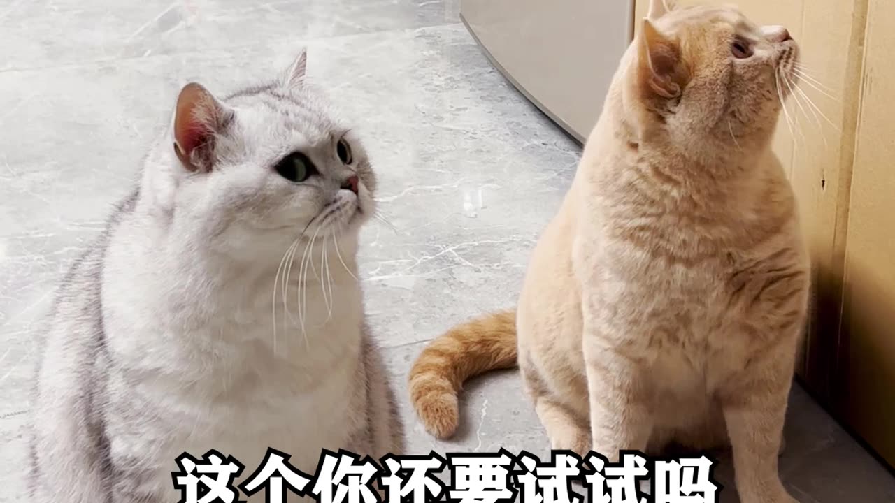 cat funny video