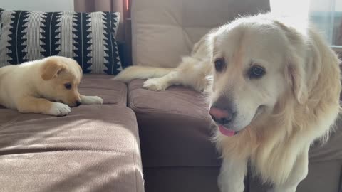 Puppy trying to play with Golden Retriever