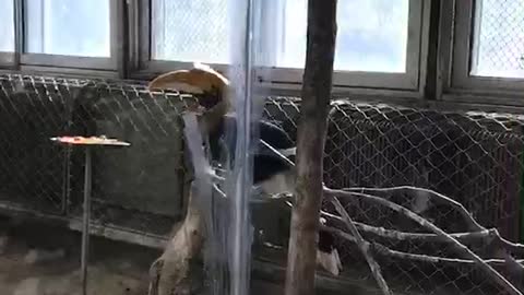 parrot