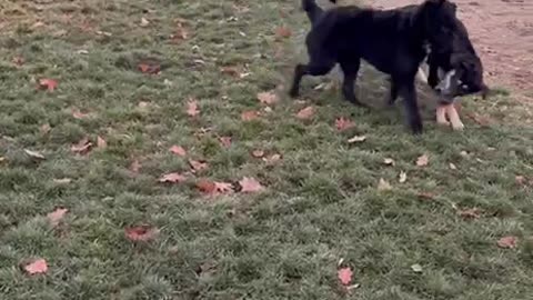 Jackson meets a new buddy at the doggy park!