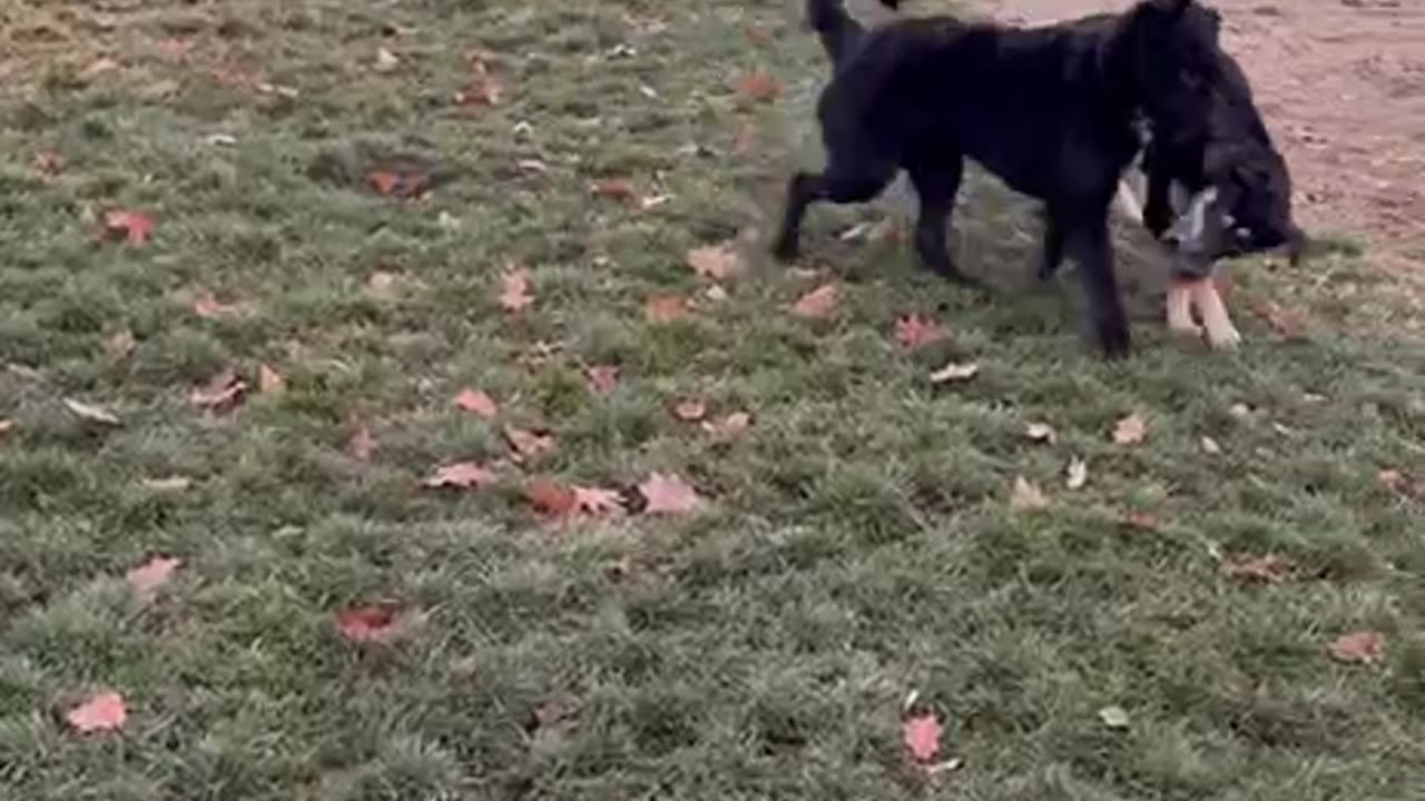 Jackson meets a new buddy at the doggy park!