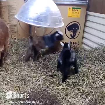 4 day old baby goats feeling playful