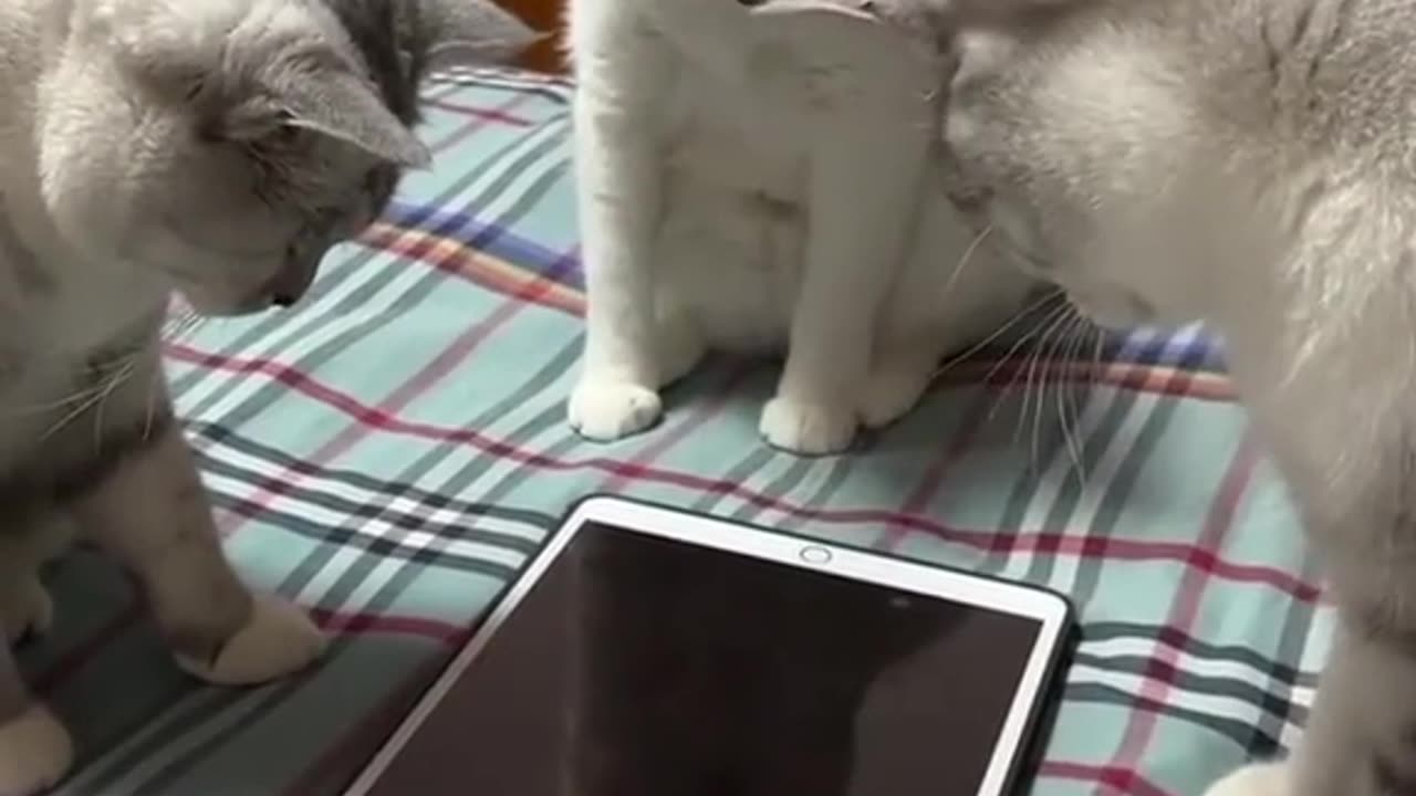 Kitties playing on TABLET