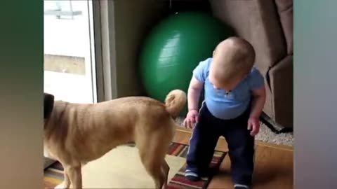 Dog's and funny babies 😂😂