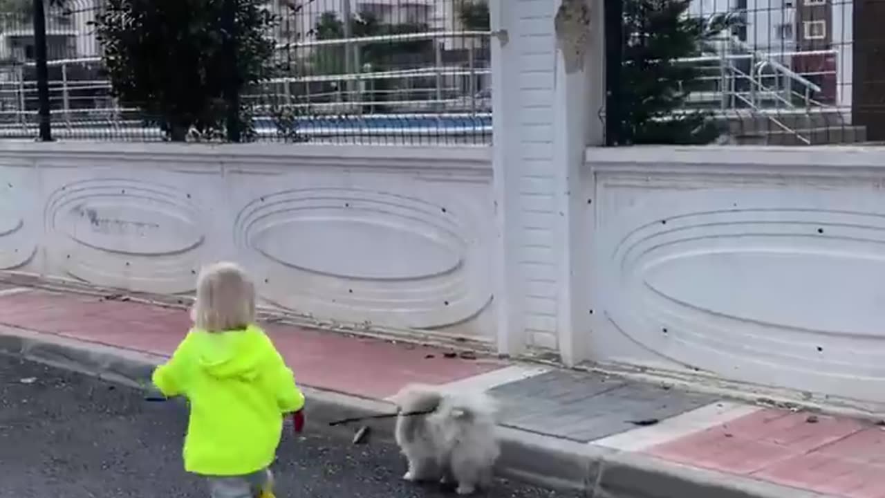 Hilarious toddler takes dog for a walk