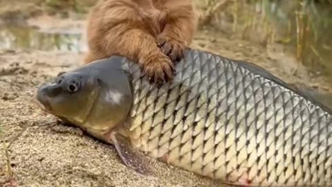 Fish and dog , friendship