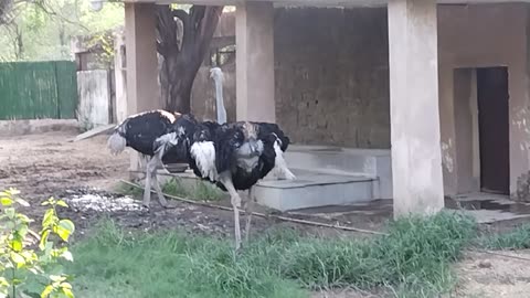 Zoo and wild Animal