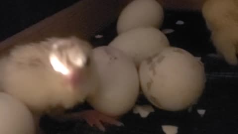 Chicks