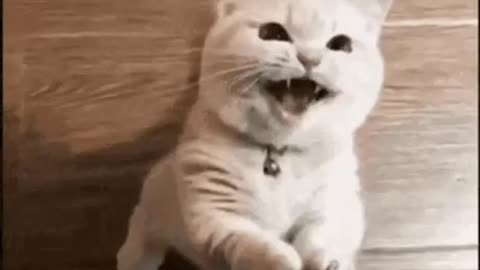 Cute Cat Gif