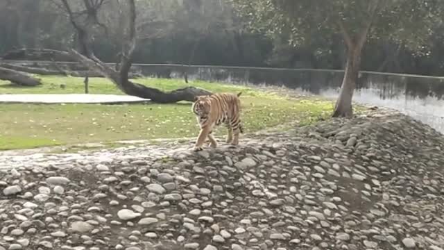 awsome tiger