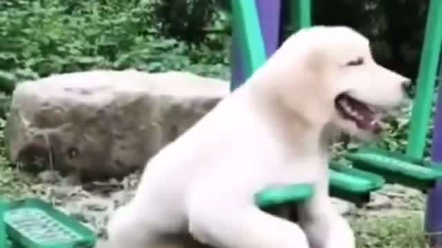 Cute Puppies Doing Funny Things 2021😍 | Fun with pets 02 #shorts