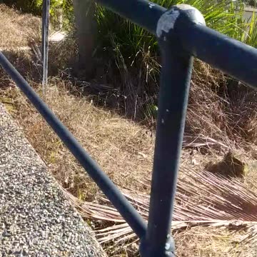 6.6.2024 Welcome to Kuranda