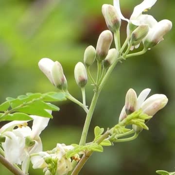 Health Benefits of Moringa Leaves