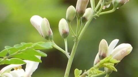 Health Benefits of Moringa Leaves