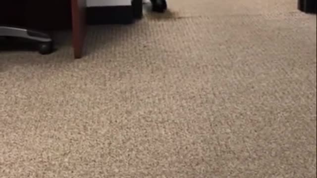 Maltese pandas 🤣😍