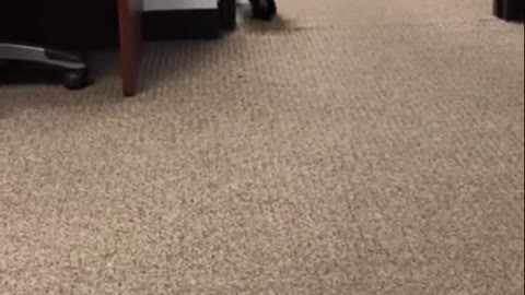 Maltese pandas 🤣😍