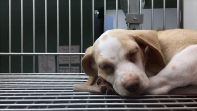 Puppy trying to fall asleep in cage at pet shelter