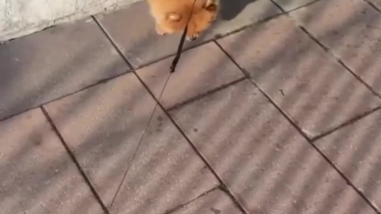 #CuteBabyAnimals #Funny #daily #Shorts #amushorts #rumble C072