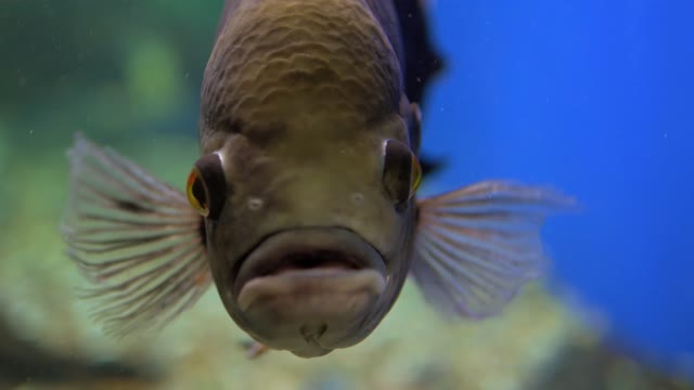 Louhan fish is one of the prima donna fish used as ornamental fish