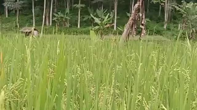 Pemandangan pesawahan di indonesia