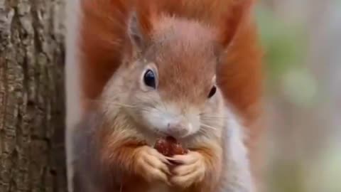 Cute Squirrel | Beautiful Squirrel | Funny Squirrel