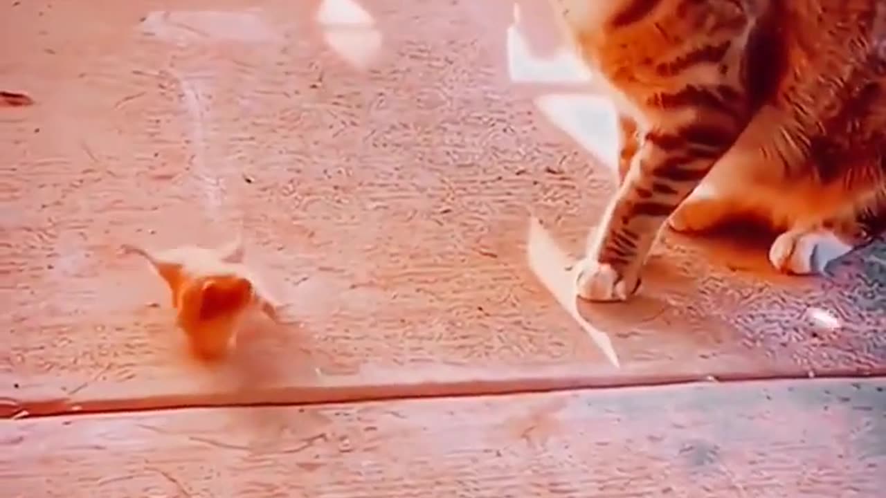 funny animal videos