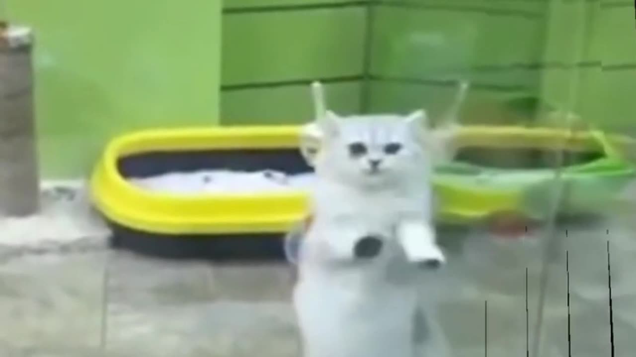 Dancing cat Cute Dancing Funny