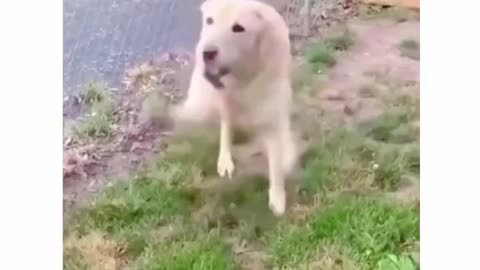 Unleashing Joy The World of Happy Dogs