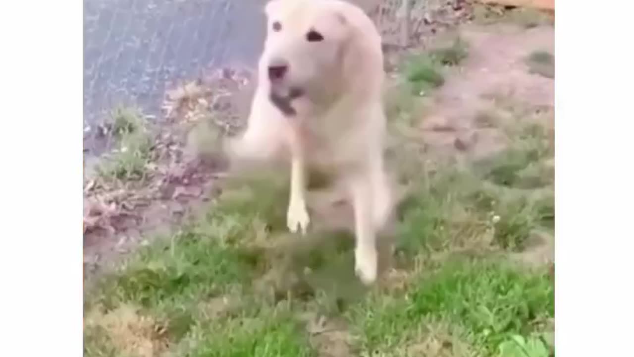 Unleashing Joy The World of Happy Dogs