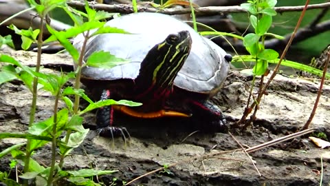 Painted Turtles