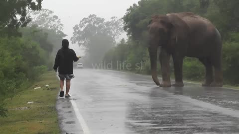 fearless woman #wildelephant 😯