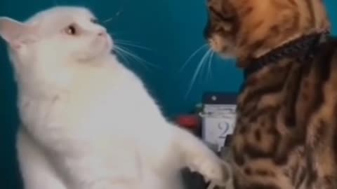 Cat viral video