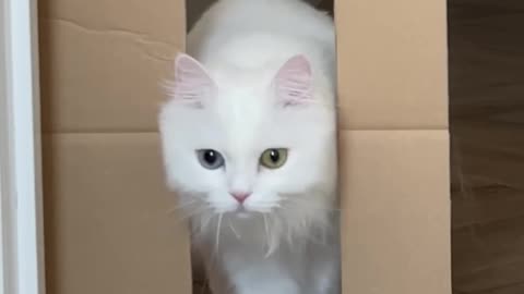 How thin can she be😹🧩🎀 it was hug jump🙀