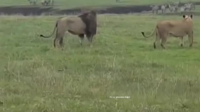 🔥🔥 let you see a dog attitude front to a lion pair🔥🔥