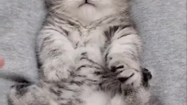 Anything is paws-ible with a cat by your side