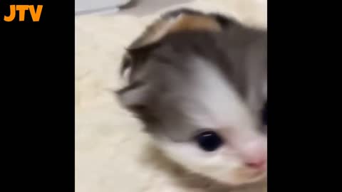 Cute little kittens meowing adorably