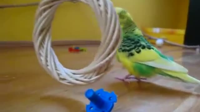 Budgie parrot never stops playing