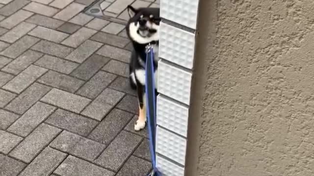 Shiba stubborn, see who loses first