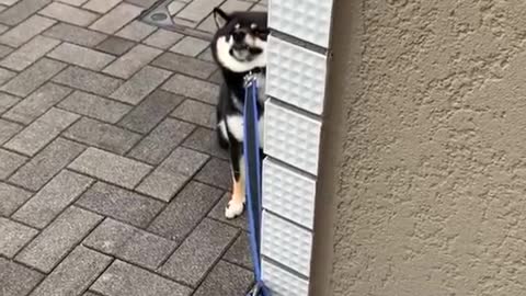 Shiba stubborn, see who loses first