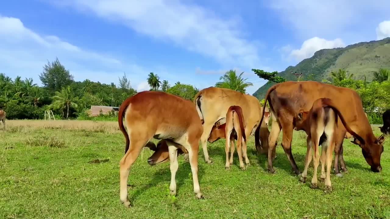 Rombongan Sapi Dan Lembu Memakan Rumput Yang hijau