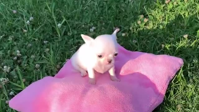 #chihuahuaworld